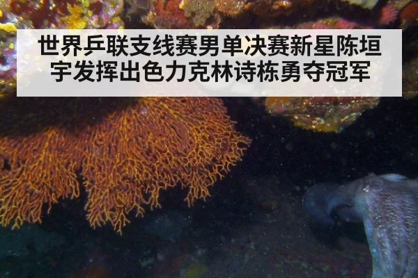 世界乒联支线赛男单决赛新星陈垣宇发挥出色力克林诗栋勇夺冠军